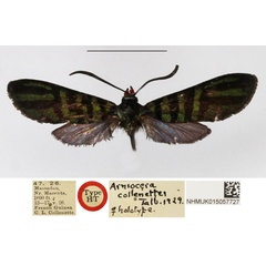 /filer/webapps/moths/media/images/C/collenettei_Arniocera_HT_NHMUK.jpg