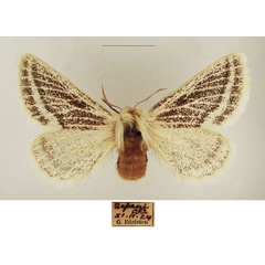 /filer/webapps/moths/media/images/P/patagiata_Rhabdosia_AF_TMSA_02_MTl94Wz.jpg
