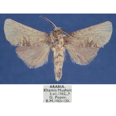 /filer/webapps/moths/media/images/T/taifensis_Metarbela_AM_NHMUK.jpg