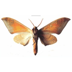 /filer/webapps/moths/media/images/T/tomensis_Pseudoclanis_AM_EMEMb.jpg