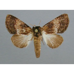 /filer/webapps/moths/media/images/E/euzopherodes_Rasemia_A_RMCA.jpg