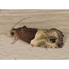 /filer/webapps/moths/media/images/O/orthacta_Neaspasia_AM_Heyns.jpg