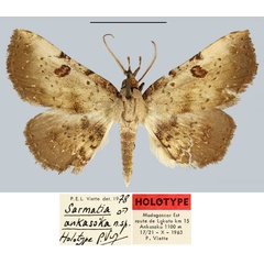 /filer/webapps/moths/media/images/A/ankasoka_Sarmatia_HT_MNHN.jpg