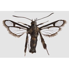 /filer/webapps/moths/media/images/T/tenebricus_Crinipus_HT_SMNSa.jpg