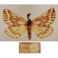 /filer/webapps/moths/media/images/S/sericaria_Sabalia_AM_TMSA_02.jpg