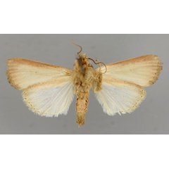 /filer/webapps/moths/media/images/P/prominens_Mythimna_A_RMCA_02.jpg