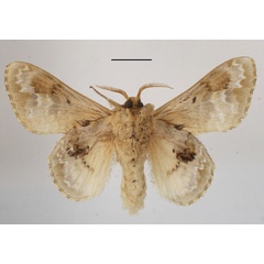 /filer/webapps/moths/media/images/C/clementsi_Schausinna_AM_MGCLb_01.JPG