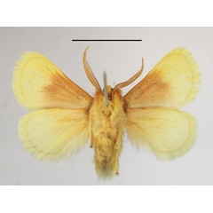 /filer/webapps/moths/media/images/P/purpuripulcra_Chrysamma_AM_MGCLb_01.jpg