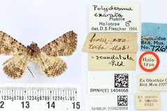 Heteropalpia exarata