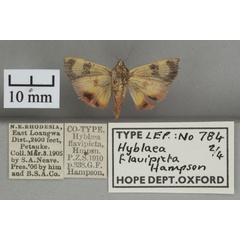 /filer/webapps/moths/media/images/F/flavipicta_Hyblaea_PT_OUMNHb_02.jpg