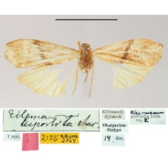 /filer/webapps/moths/media/images/B/bipartita_Eilema_HT_SNHM.jpg