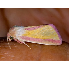 /filer/webapps/moths/media/images/G/galatheae_Timora_A_Roland_01.jpg