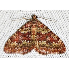 /filer/webapps/moths/media/images/U/undulosata_Mimoclystia_A_Braun_05.jpg