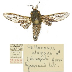 /filer/webapps/moths/media/images/E/elegans_Eulophonotus_AM_ORSTOM.jpg