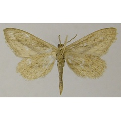 /filer/webapps/moths/media/images/R/retracta_Scopula_HT_ZSMb.jpg