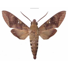 /filer/webapps/moths/media/images/C/comma_Nephele_AM_EMEM.jpg