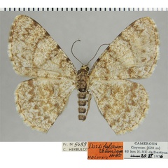 /filer/webapps/moths/media/images/R/rotundum_Dorsifulcrum_HT_ZSMa.jpg