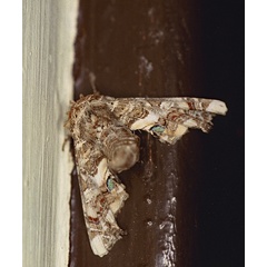 /filer/webapps/moths/media/images/A/adulatrix_Eutelia_A_Roland_01.jpg