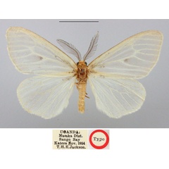 /filer/webapps/moths/media/images/J/jacksoni_Olapa_HT_BMNH.jpg