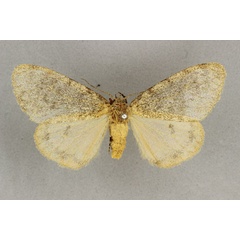 /filer/webapps/moths/media/images/G/grisea_Cymaroa_AF_BMNH.jpg