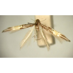 /filer/webapps/moths/media/images/A/ancistraea_Cosmopterix_HT874_TMSA_01.jpg