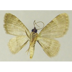 /filer/webapps/moths/media/images/P/peremptata_Mesocolpia_AF_ZSMb.jpg