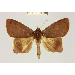 /filer/webapps/moths/media/images/M/mabillei_Stenopis_AM_MNHNa.jpg