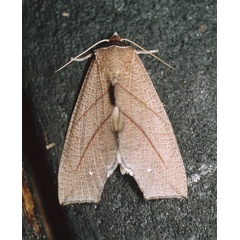 /filer/webapps/moths/media/images/Z/zanderi_Arcyophora_A_Roland_01.jpg