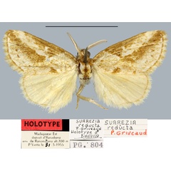 /filer/webapps/moths/media/images/R/reducta_Salvatgea_HT_MNHN.jpg