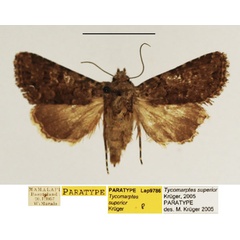 /filer/webapps/moths/media/images/S/superior_Tycomarptes_PTF_TMSA_01.jpg