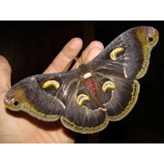 /filer/webapps/moths/media/images/I/intermedia_Epiphora_A_Coppens_02.jpg
