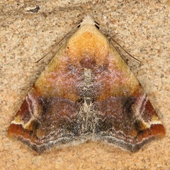 /filer/webapps/moths/media/images/A/apicimacula_Eublemma_A_Heyns.jpg