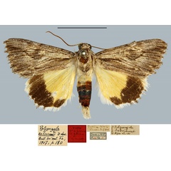 /filer/webapps/moths/media/images/S/sabouraudi_Palpangula_HT_MNHN.jpg