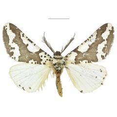 /filer/webapps/moths/media/images/M/meridiana_Nothabraxas_PTM_ANHRT.jpg