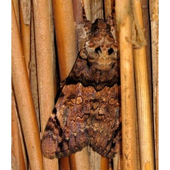 /filer/webapps/moths/media/images/V/variegata_Ulotrichopus_A_Braun_11.jpg