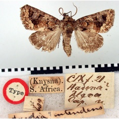 /filer/webapps/moths/media/images/A/algoa_Hadena_HT_BMNH.jpg