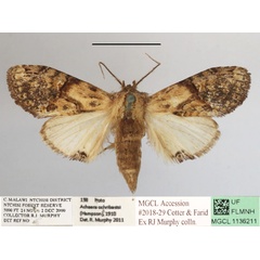 /filer/webapps/moths/media/images/O/ochribasis_Achaera_AM_MGCLa_01.JPG