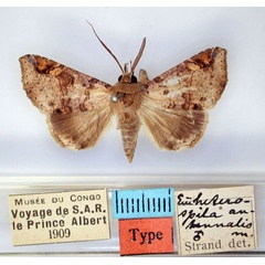 /filer/webapps/moths/media/images/A/antennalis_Euheterospila_HT_RMCA_01.jpg