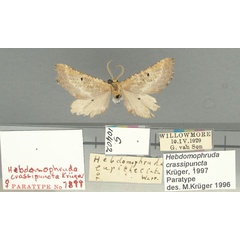 /filer/webapps/moths/media/images/C/crassipuncta_Hebdpomophruda_PT_TMSA.jpg