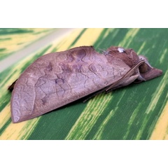 /filer/webapps/moths/media/images/O/ornithopotis_Hemiceratoides_A_Akitec.jpg