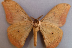 Aurivillius fusca