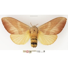 /filer/webapps/moths/media/images/P/pallens_Gonometa_HT_NHMUK.jpg