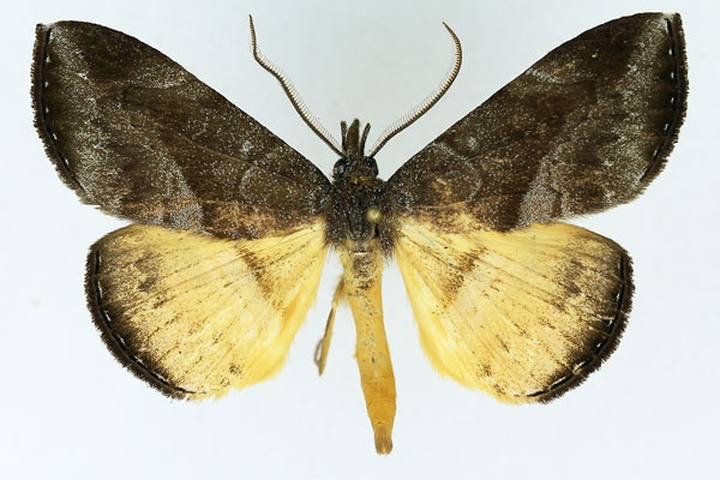 /filer/webapps/moths/media/images/E/endoxantha_Aburina_AM_Basquin.jpg