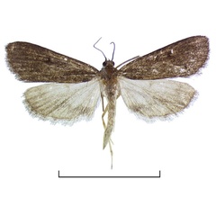 /filer/webapps/moths/media/images/P/plumbefusalis_Parapoynx_A_Agassiz_02.jpg