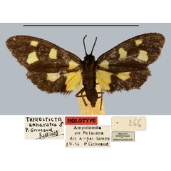 /filer/webapps/moths/media/images/A/ankaratra_Thyrosticta_HT_MNHN.jpg