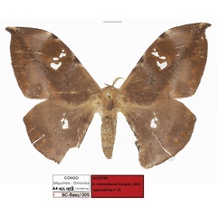 /filer/webapps/moths/media/images/M/mayombensis_Orthogonioptilum_AT_Basquin.jpg