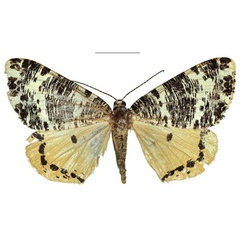 /filer/webapps/moths/media/images/I/imperialis_Rhodophthitus_HT_SNMF.jpg