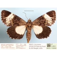 /filer/webapps/moths/media/images/N/nocturna_Lophonotidia_A_MGCLa_02.jpg