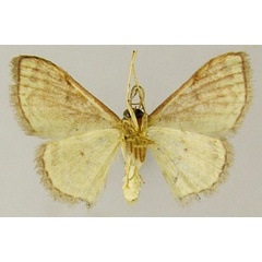 /filer/webapps/moths/media/images/L/leucoloma_Scopula_AM_ZSMb.jpg