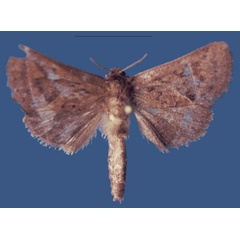 /filer/webapps/moths/media/images/P/philipokwaroi_Kayamuhakaia_HT_RMCA.jpg